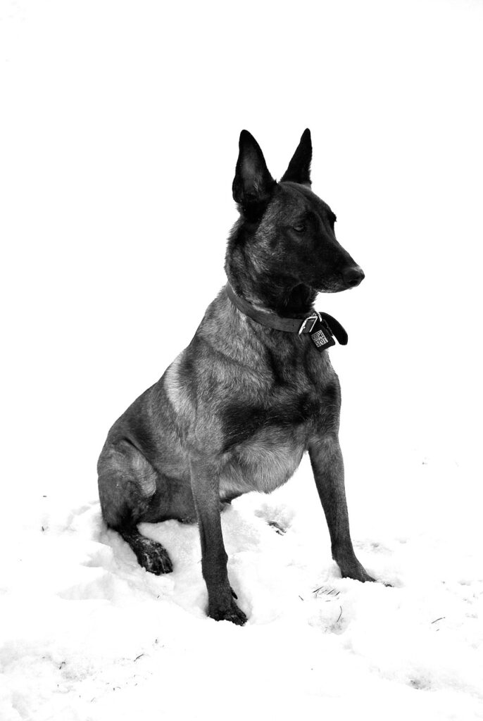 malinois, dog, guard-5944177.jpg